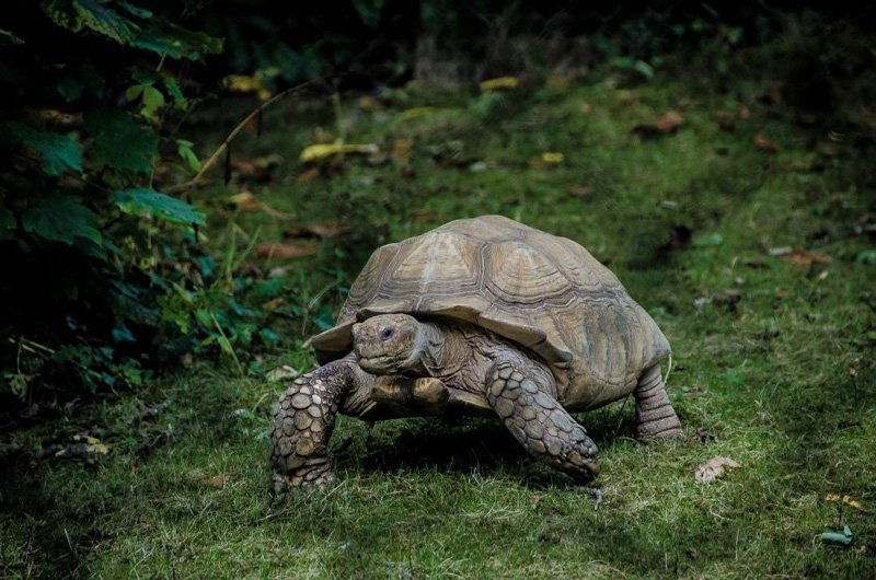 Turtle walking slowly describing a slow process