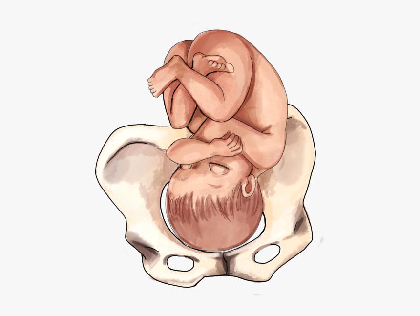 normal foetal head position