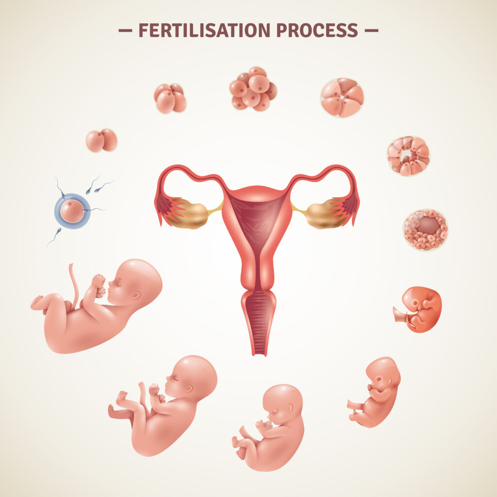 Human fertilization process