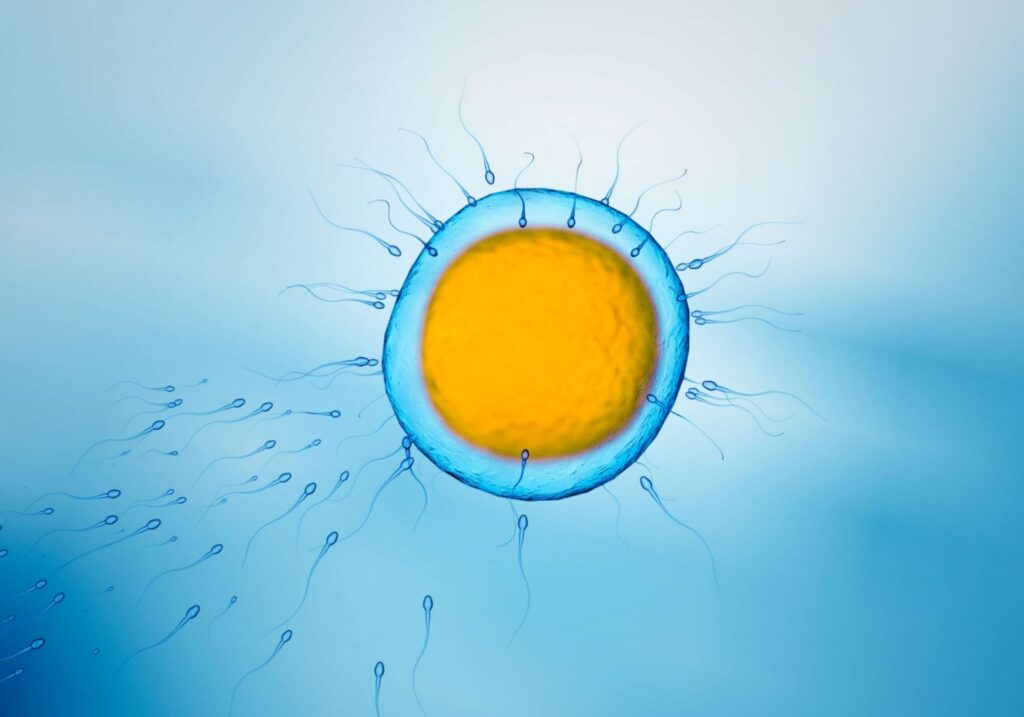 signs of high fertility