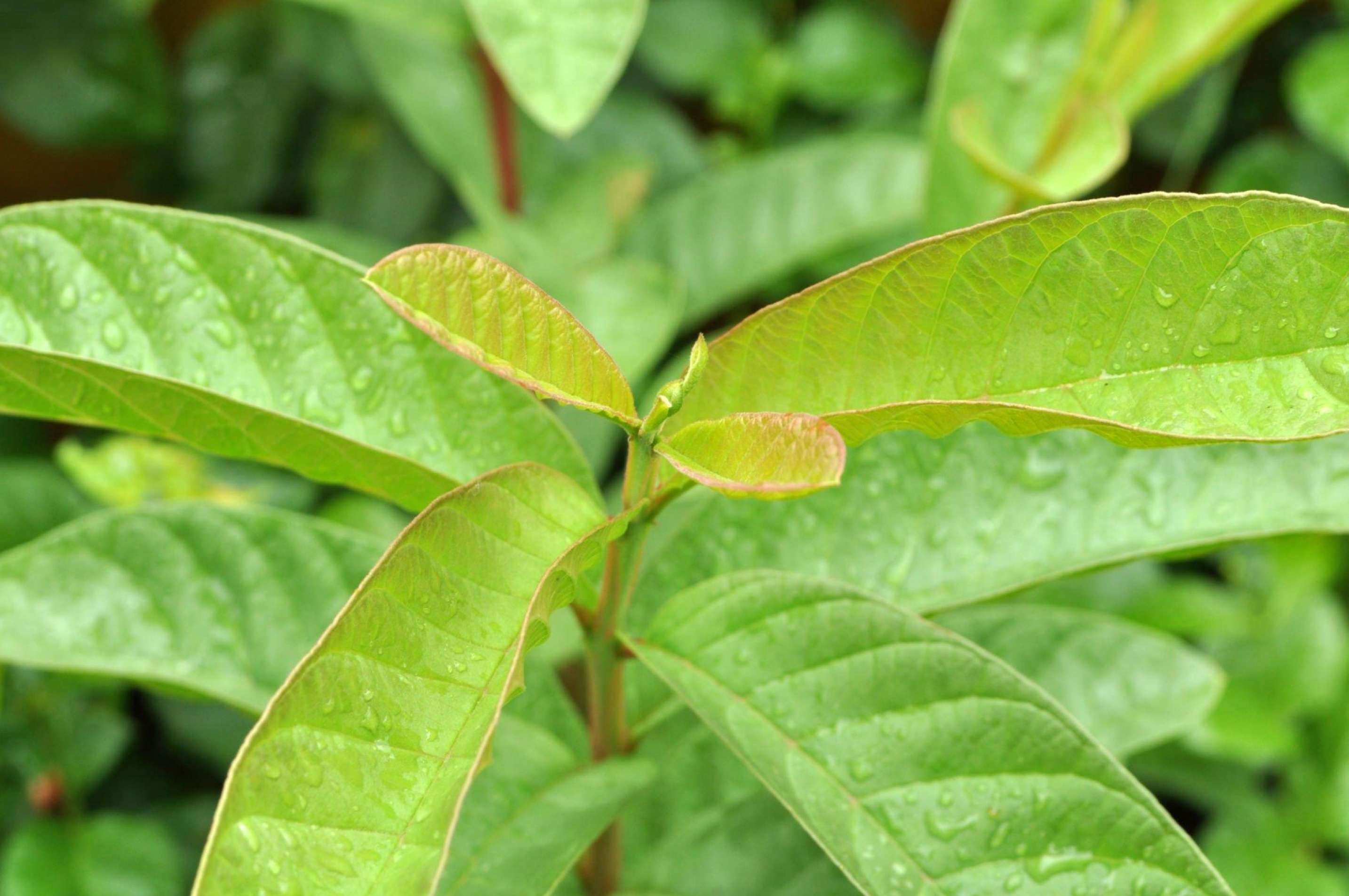 Guava Leaves and Fertility