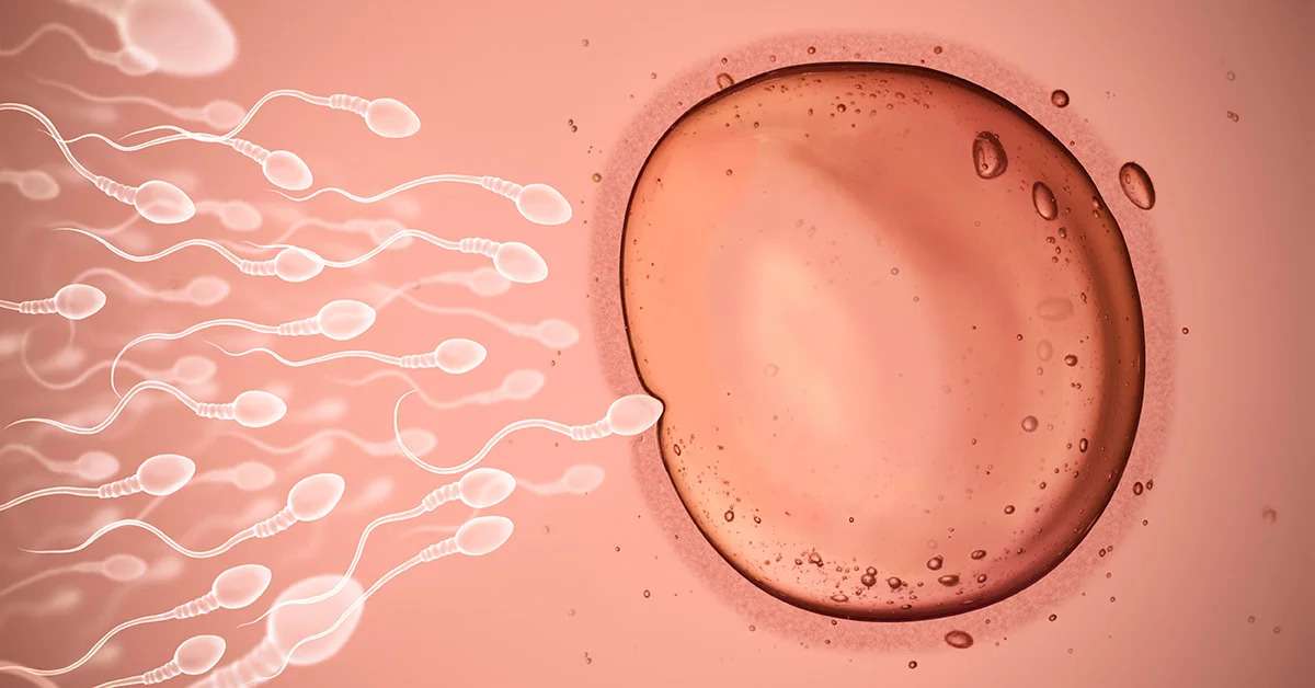 Let’s say you won your biological clock and conceived. What happens? How many eggs are involved?